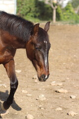 Horse. Brown horse on a farm. Horse eats. Beautiful Horse portrait of a horse