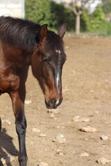 Obraz premium Horse. Brown horse on a farm. Horse eats. Beautiful Horse portrait of a horse