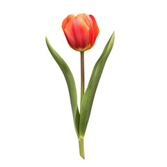 Vibrant Tulip On Black. Perfect For Spring Designs
