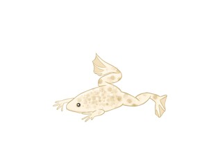 Isolated illustration of cute frog on white background. Xenopus