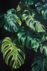 Monstera leaves close-up on dark background, tropical greenery plant decoration for home and office, lush foliage for modern interior design, botanical aesthetics.