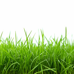 Obraz premium Fresh green grass border, nature background