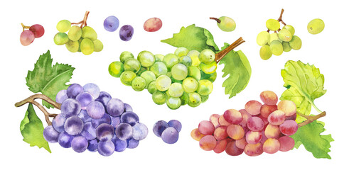 Watercolor hand painted wine grapes fruit and leaves. Watercolor hand drawn DIY illustration isolated on white background, aromatherapy, essential oils, winery