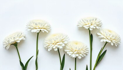 Fototapeta premium Artistic arrangement of white flowers with intricate petal details on a minimal backdrop