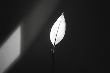 Single White Leaf Standing Out Against Dark Background with Light Beam