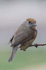 Una capinera (Sylvia atricapilla) appollaiata su un ramo si guarda intorno in un momento di tranquillità.