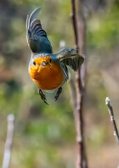 Un pettirosso (Erithacus rubecula) si avvicina in volo frontale con le ali ripiegate.