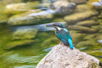 A Vibrant Kingfisher Perched on a Rock with Its Catch in a Serene River Setting. Summerbird Sitting on a Rock by a Stream, Haman-gun Park Forest, South Gyeongsang Province, South Korea