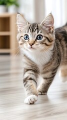 Obraz premium Playful kitten explores a modern living room filled with natural light and greenery in the afternoon