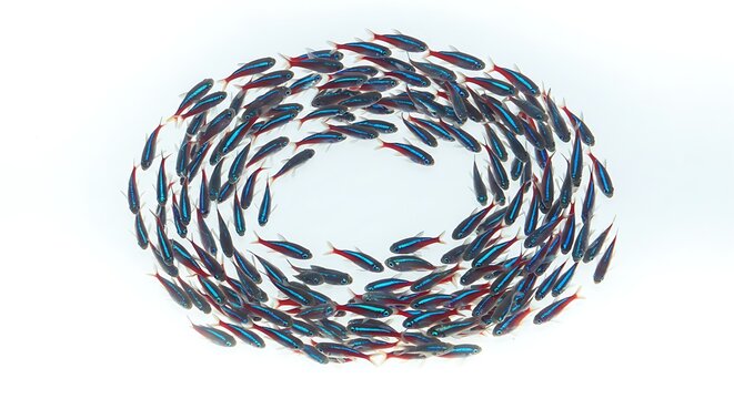 A school of neon tetras swimming in a circular formation, white background.