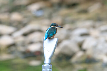 A Vibrant Kingfisher Perched on a Rock with Its Catch in a Serene River Setting. Summerbird Sitting on a Rock by a Stream, Haman-gun Park Forest, South Gyeongsang Province, South Korea