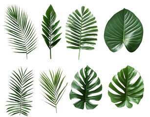 A collection of tropical palm leaves in various shapes and sizes, arranged on a transparent background PNG 