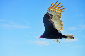The California Condor, Gymnogyps californianus is a critically endangered vulture with a massive wingspan, symbolizing conservation efforts