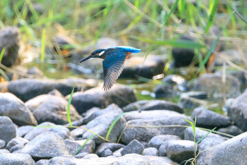 A Vibrant Kingfisher Perched on a Rock with Its Catch in a Serene River Setting. Summerbird Sitting on a Rock by a Stream, Haman-gun Park Forest, South Gyeongsang Province, South Korea