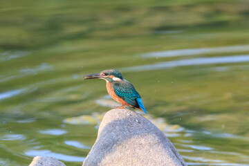 A Vibrant Kingfisher Perched on a Rock with Its Catch in a Serene River Setting. Summerbird Sitting on a Rock by a Stream, Haman-gun Park Forest, South Gyeongsang Province, South Korea