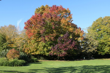 autumn in the park