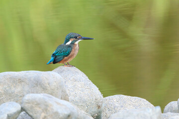 A Vibrant Kingfisher Perched on a Rock with Its Catch in a Serene River Setting. Summerbird Sitting on a Rock by a Stream, Haman-gun Park Forest, South Gyeongsang Province, South Korea