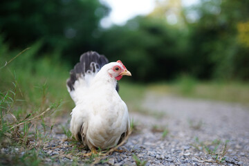 Elegant Thai White Bantam Chicken Resting in Grass Outdoors on a Calm Day