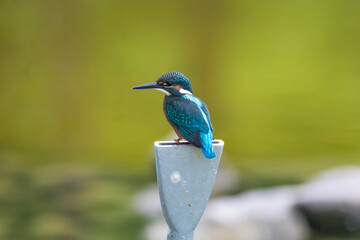 A Vibrant Kingfisher Perched on a Rock with Its Catch in a Serene River Setting. Summerbird Sitting on a Rock by a Stream, Haman-gun Park Forest, South Gyeongsang Province, South Korea