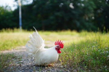 White Thai White Bantam Chicken,Rooster Standing on Grassy Field in Sunlit Rural Setting