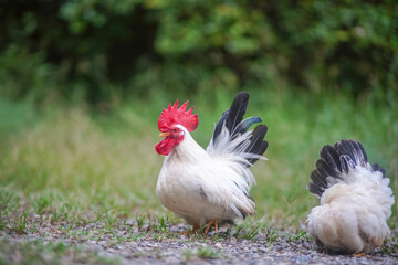 Thai White Bantam Chickens, Rooster and Hen in a Natural Rural Setting
