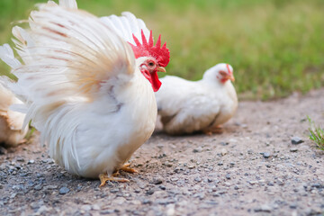 Thai White Bantam Chickens Outdoors With One Spreading Wings on a Gravel Path