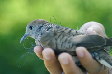 Save Birds Life That Caught in Nets,Gentle Handling of a Bird Entangled in Strings Against a Green Background