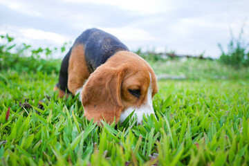 Curious Beagle Puppy Sniffing Green Grass Outdoors on a Bright Sunny Day
