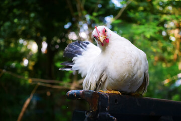 Thai White Bantam Chicken with Raised Feathers Posing in a Green Garden