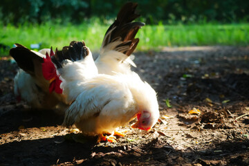 Thai White Bantam Chickens Grazing on a Sunny Farmyard During a Beautiful Summer Morning