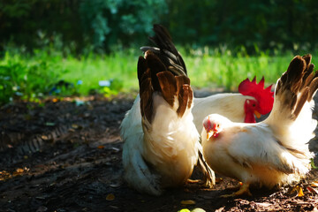 Rural Scene of Thai White Bantam Chickens in a Sunlit, Green, and Natural Farmyard