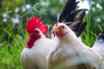 Close-Up of Thai White Bantam Chicken,Rooster and Hen in a Natural Outdoor Setting