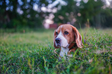 Beagle Dog Relaxing Outdoors in a Green Field on a Sunny Day