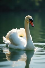Naklejka premium Majestic swan on tranquil water, sunlit feathers, sun, reflection, light