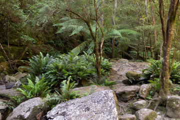 Rocks, plants and ferns along the edge of Snug River, Tasmania