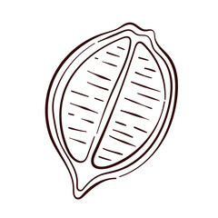 Lemon halves in line art style. Summer citrus fruit piece with segments. Design for menu, fruit and grocery store. Isolated on a white background.