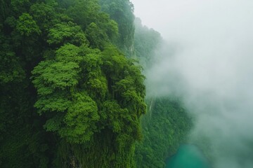 Lush greenery enveloped in mist creates serene atmosphere over t