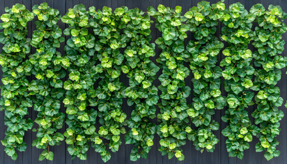 Lush green foliage cascading down a dark gray wall, creating a vibrant natural texture. Ideal for backgrounds, design projects, and nature-themed content.