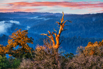 Dried tree against stunning mountain sunrise, showing natural beauty and tranquility of untouched...