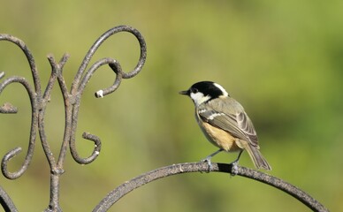 great tit parus major