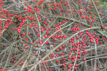 Red berries on a bush in winter. Cotoneaster horizontalis. Garden plant, hedging.