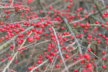 Red berries on a bush in winter. Cotoneaster horizontalis. Garden plant, hedging.