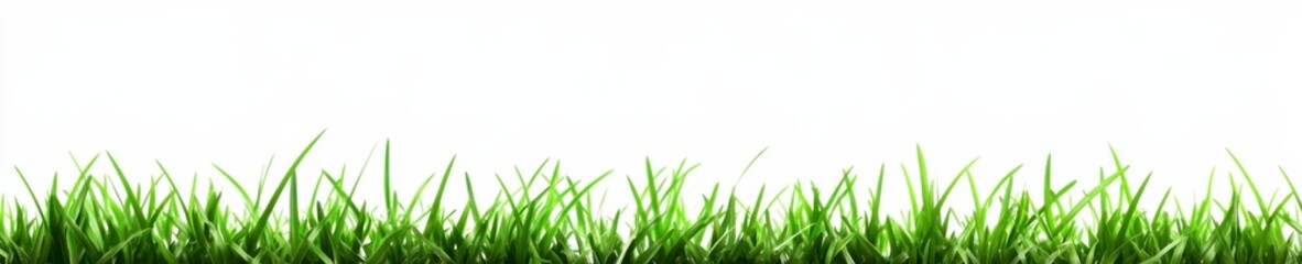Fototapeta premium Lush green grass blades thrive against a clean white backdrop creating a vibrant spring or summer nature scene.