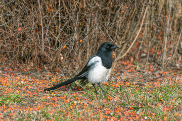 The Eurasian magpie stands on the ground among fallen rowan berries. common magpie, Pica pica.