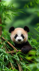 Fototapeta premium A charming panda is peacefully resting amidst the vibrant green bamboo foliage on a beautiful sunny day in its natural habitat