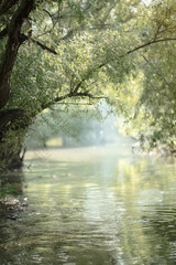 A serene view of a lush green riverbank with dense foliage and calm water reflecting the sky.