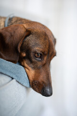 A dog lying on the sofa in bad mood. Lonely holidays. Loneliness concept. Waiting for miracle. Sad...