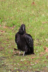 Black american vulture in Florida wild, closeup