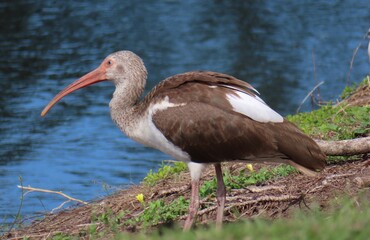 Brown ibis at the river in Florida nature, closeup