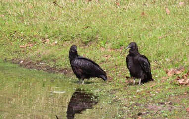 Black american vultures near the pond in Florida nature